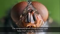 Penn Scientists Show How Liquid Crystals Form Compound Lenses