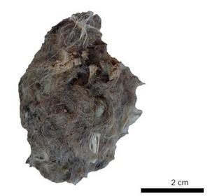 Modern Barn Owl Pellet from Floor of Wonderwerk