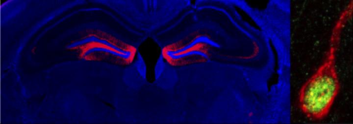 Neurons