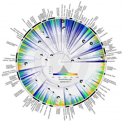 Bird Family Tree