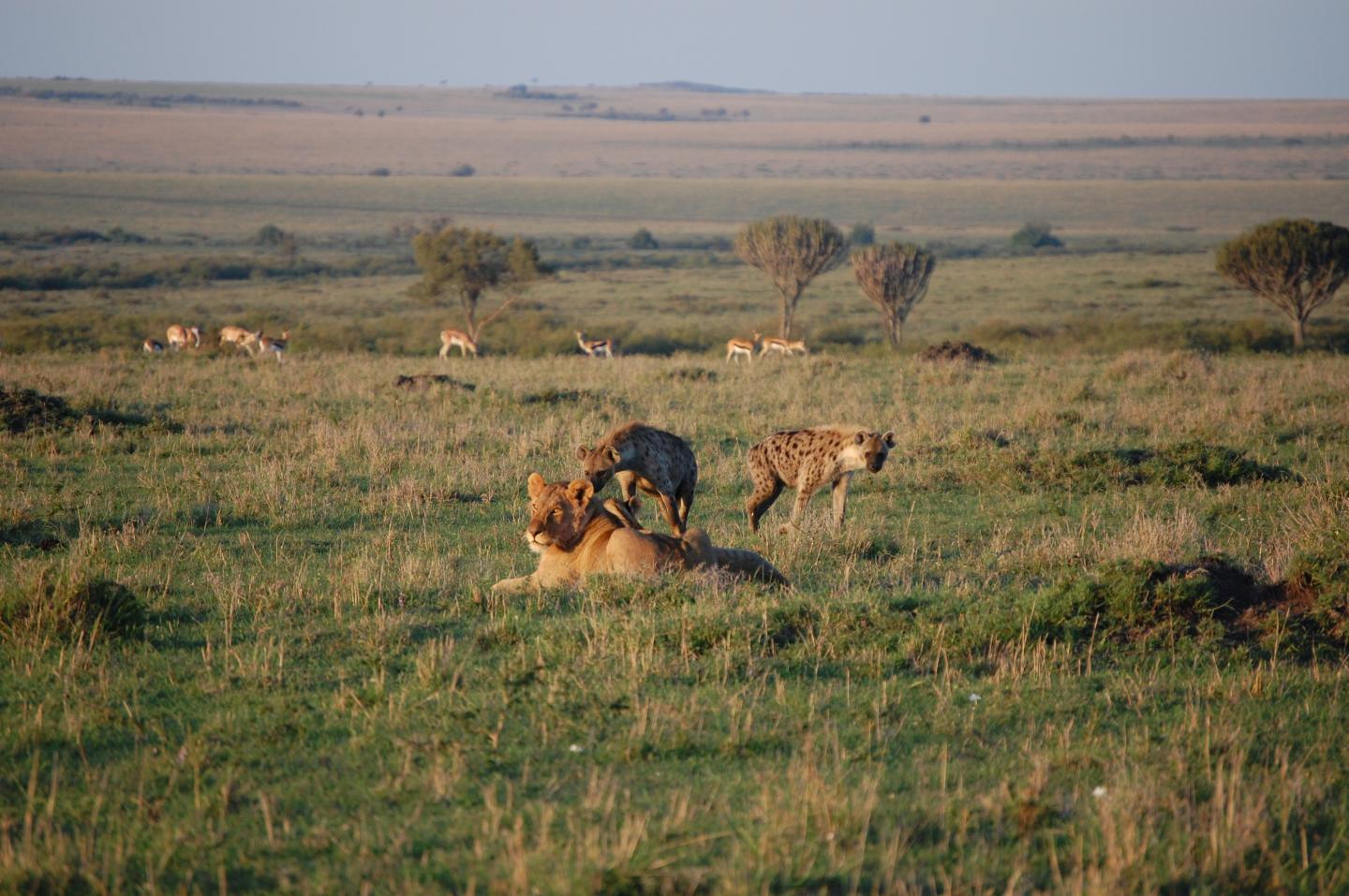 Hyena