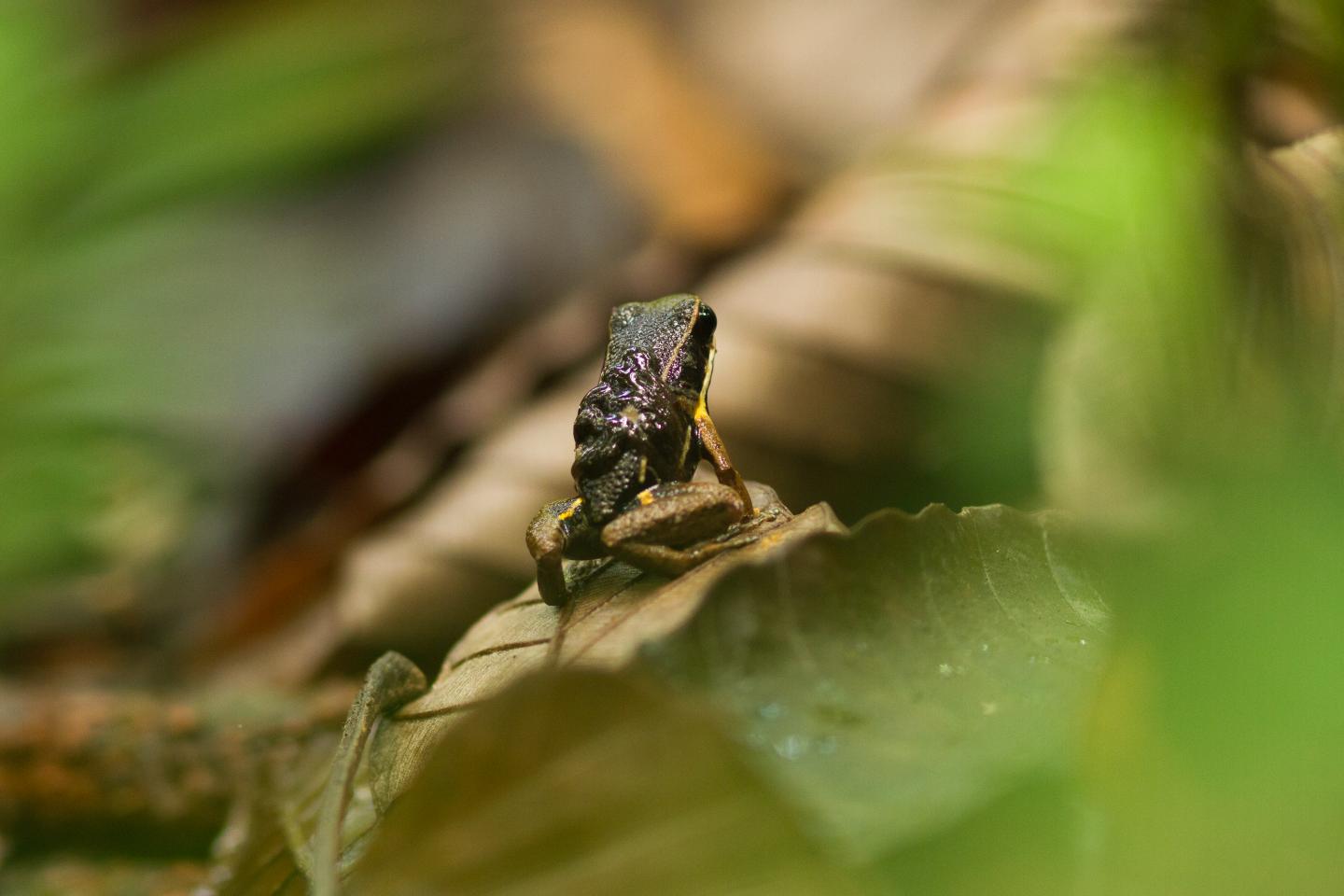 <i>Allobates femoralis</i> Transport
