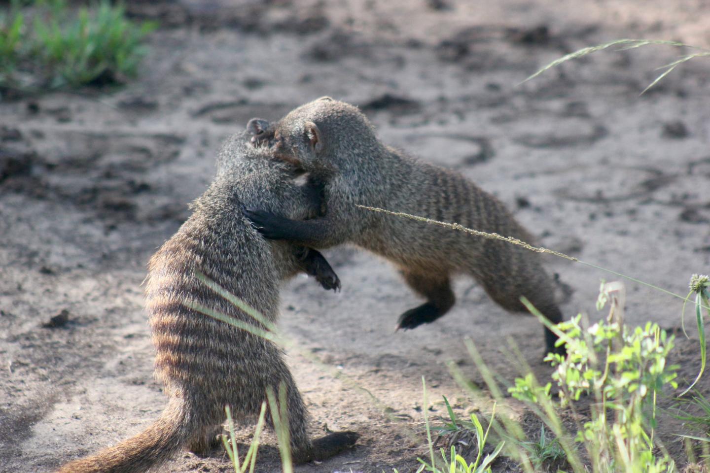 Eviction Fight