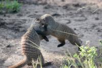 Eviction Fight
