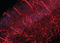 Brain vasculature