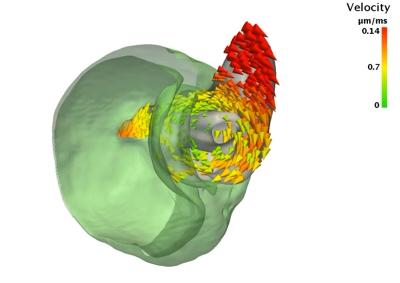 Large Skeleton Parts Move like a Screw and a Nut