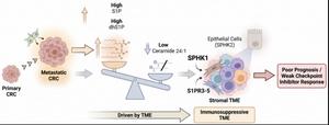 Sphingolipid network imbalance in metastatic tumors. (Made with Biorender)