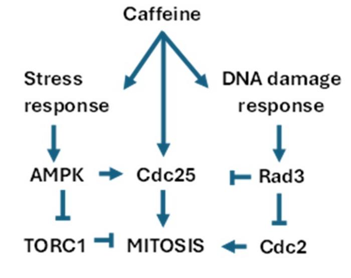 Caffeine Mechanism