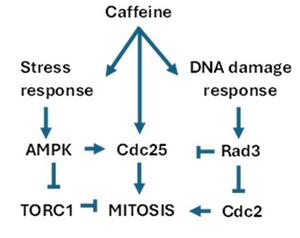 Caffeine Mechanism