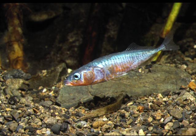 Metabolic "Jumping Genes" Allowed for Fishes to Colonize Freshwater Habitats (2 of 3)