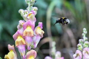 Bee and snapdragon
