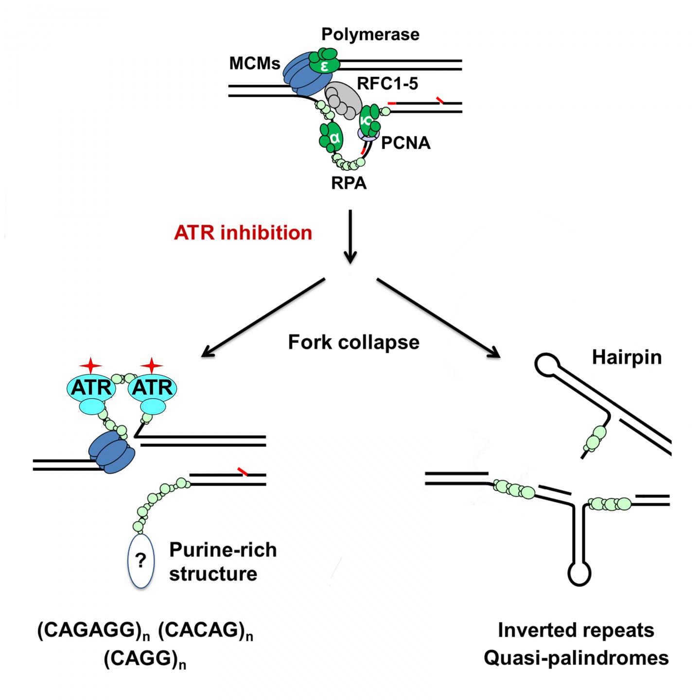 ATR Inhibition