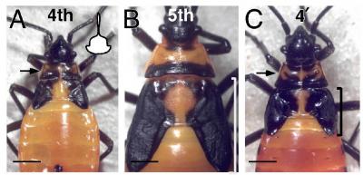 Insect