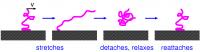 Polymer Chain