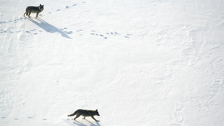 Two Wolves
