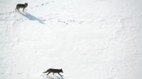 Two Wolves