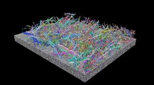 Google Research technique predicting neuronal structures