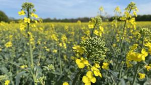 Probiotics for Plants