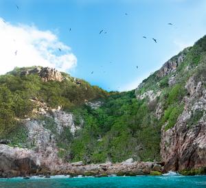 Eliminating invasive rats may restore the flow of nutrients across food chain networks in Seychelles