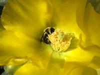 Bee on Yellow Flower