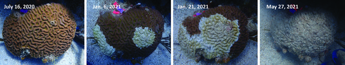 Stony Coral Tissue Loss Disease Progression