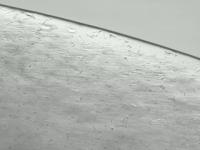 Sperm Stored in Lifor