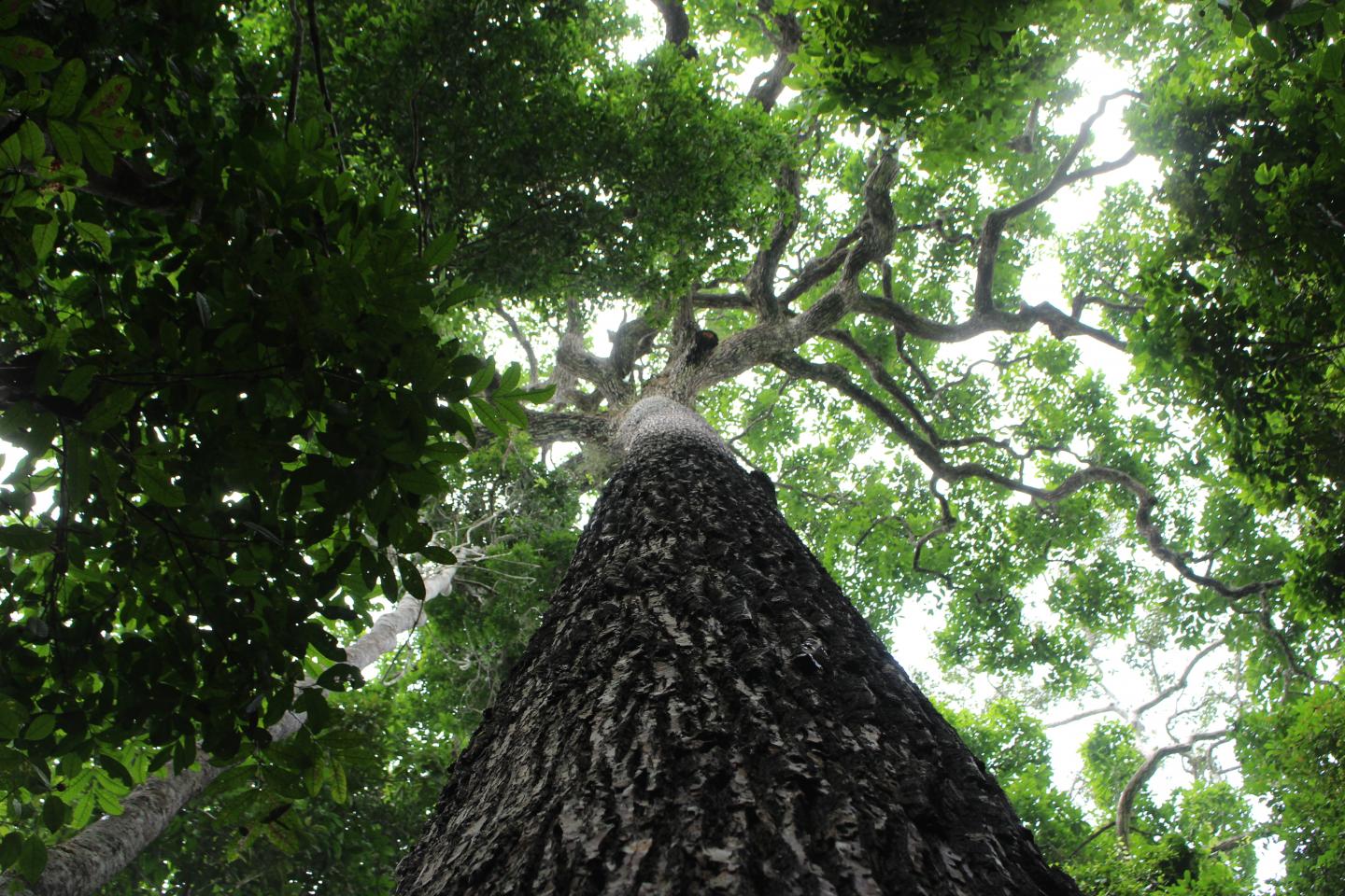 Brazil Nut Tree