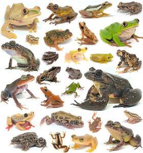 Frogs