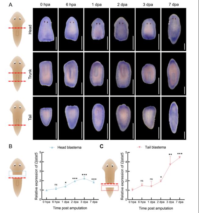 Knockdown of Djstat5 severely impairs planarian regeneration