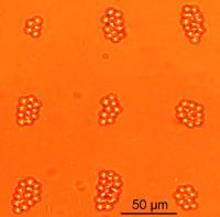 Bovine Red Blood Cells