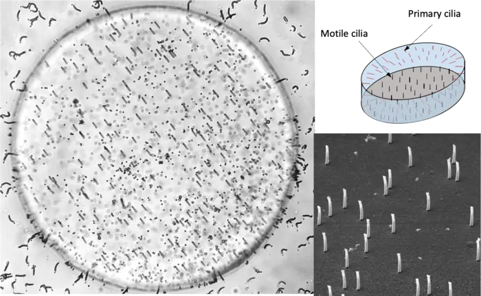 Artificial embryonic node and cilia