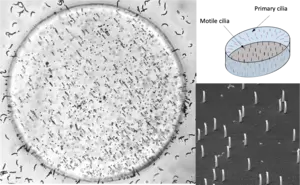 Artificial embryonic node and cilia
