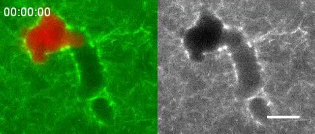 Cells tunneling