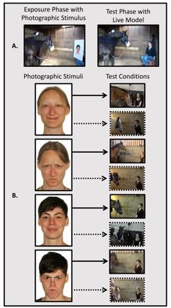 Photographic Stimuli