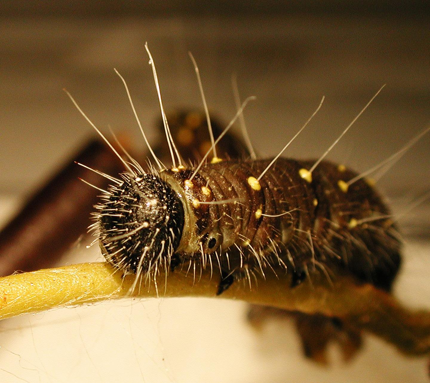 <I>Delias nigrina</I>