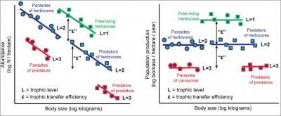 Conceptual Figure on Body Size and the Food Chain