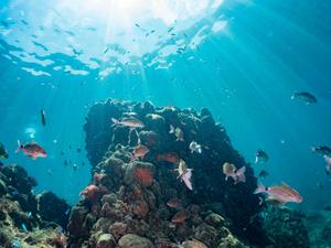 Reef fish