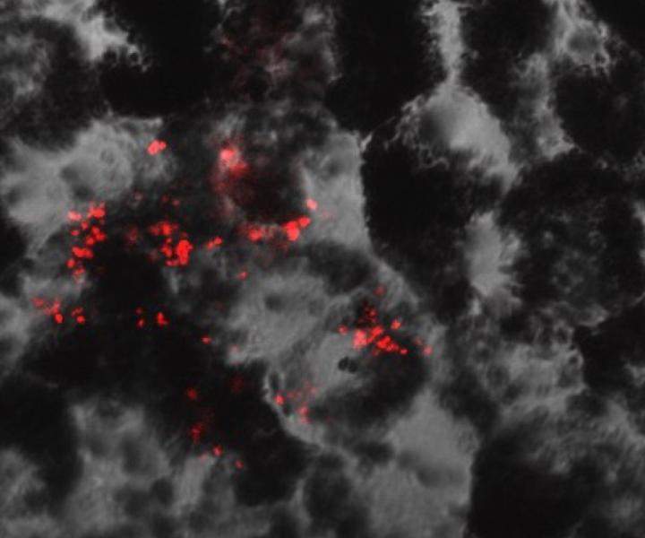 Oxidative Stress Induces Complement Laying in Cells