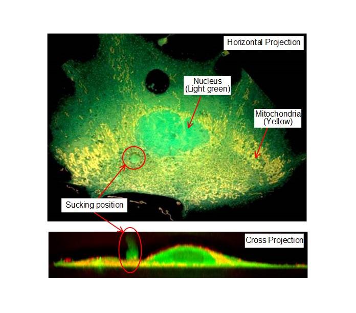 Sucking of Intracellular Substances