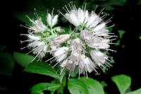 Hydrophyllum virginianum