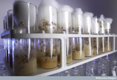 <i>Drosophila</i> in Jars in a Laboratory