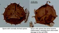 Spores comparison