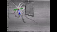 Crawling Octopus (2 of 2)