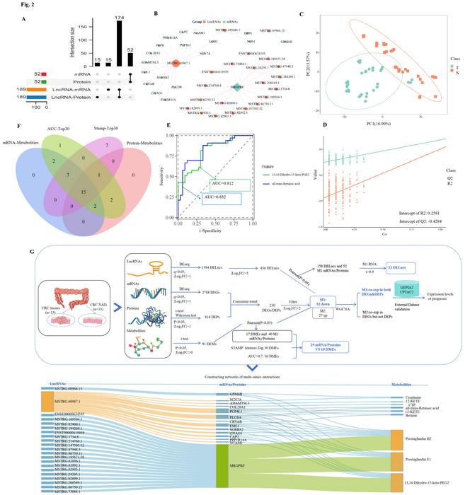 New Multi-Omics Study Uncovers Key RNA-Driven Network Behind Colorectal Cancer Progression and Immune Resistance