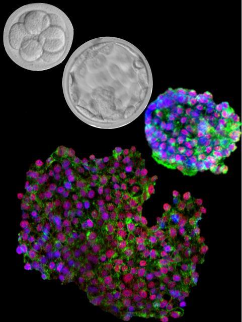 Cells