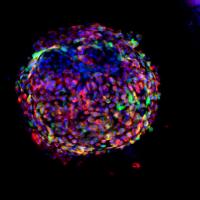Mature Club Cells