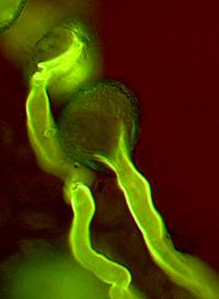 Pollen Tubes