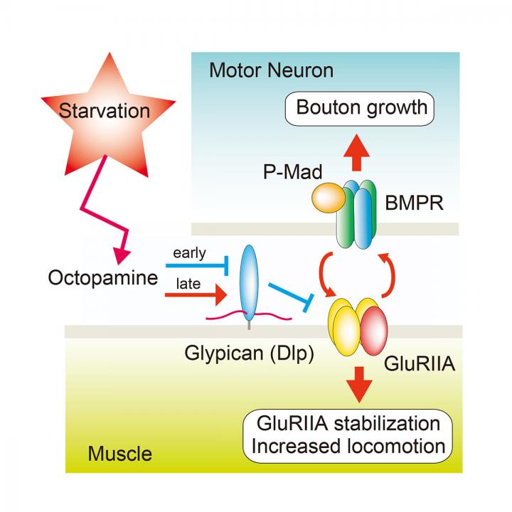 Graphical Abstract