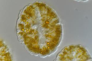 Deep sea worm fights ‘poison with poison’ to survive high arsenic and sulfide levels