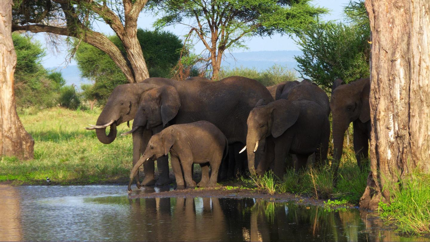 Elephants